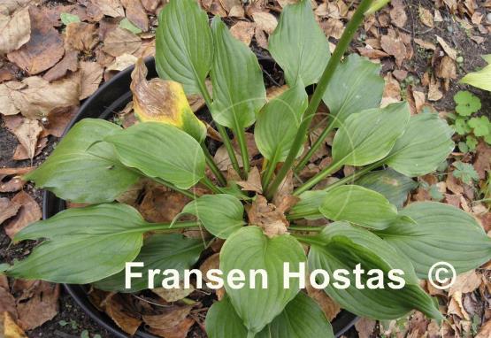 Hosta Holly's Honey