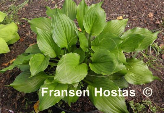Hosta Holly's Honey