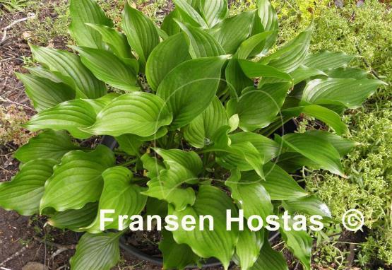 Hosta Holly's Honey