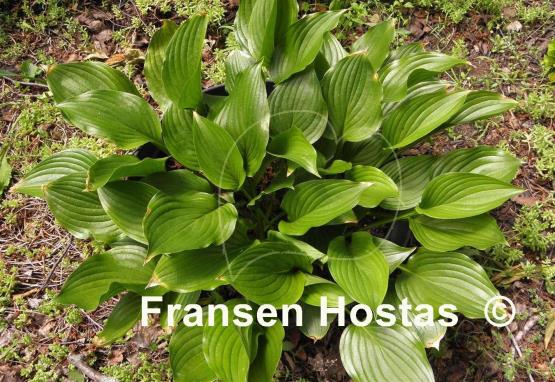 Hosta Holly's Honey