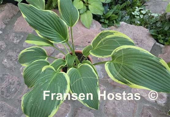 Hosta Hollywood Doppelganger