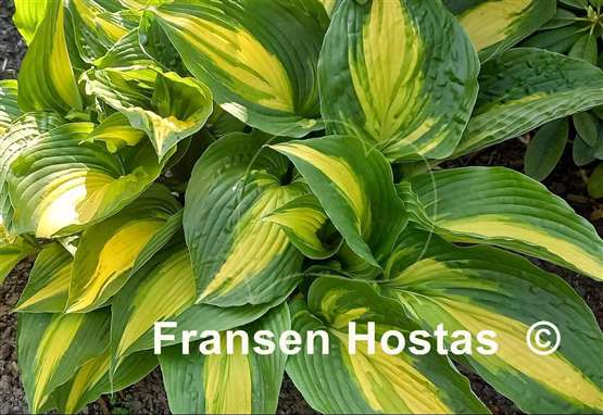 Hosta Hollywood Lights