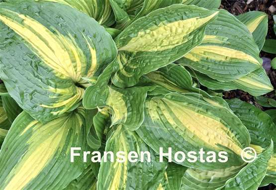 Hosta Hollywood Lights