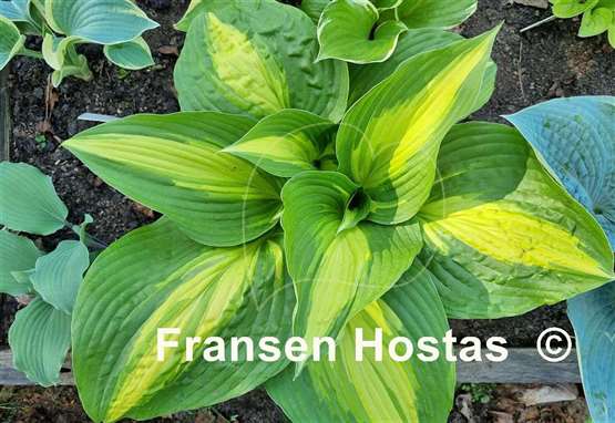Hosta Hollywood Lights
