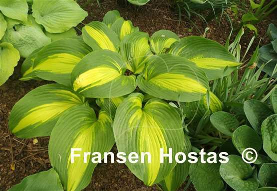 Hosta Hollywood Lights