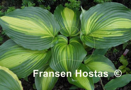 Hosta Hollywood Lights