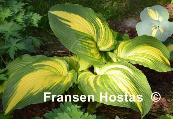 Hosta Hollywood Lights