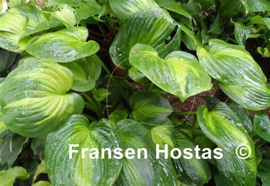 Hosta Holy Mole