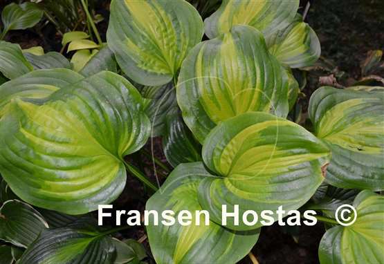 Hosta Holy Mole