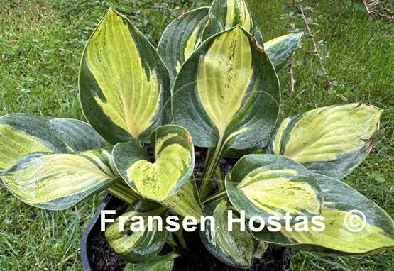 Hosta Holy Mouse Ears