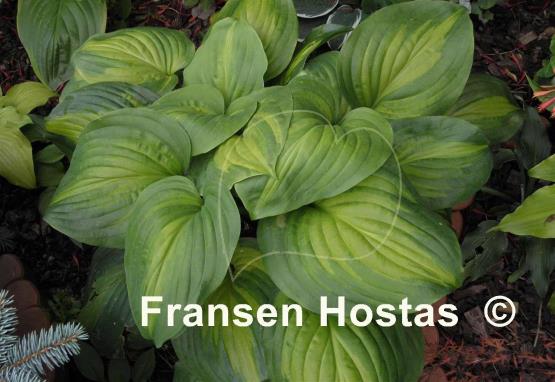Hosta Holy Mole