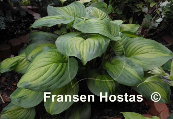 Hosta Holy Mole