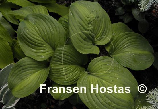 Hosta Holy Mole