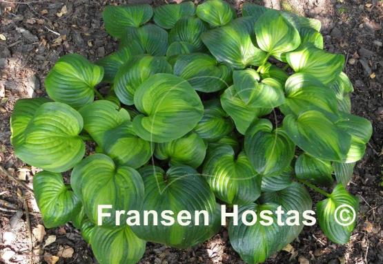 Hosta Holy Mole