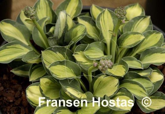 Hosta Holy Mouse Ears