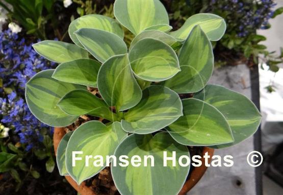 Hosta Holy Mouse Ears