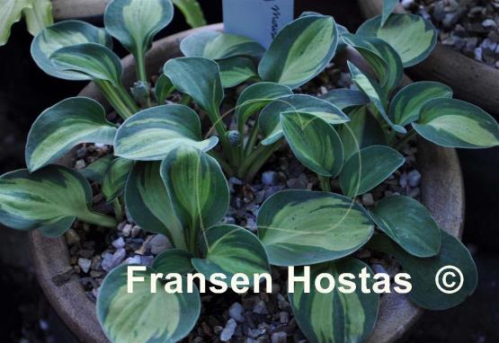 Hosta Holy Mouse Ears