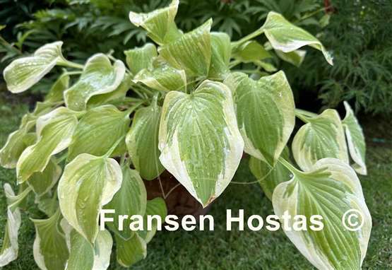 Hosta Home Sweet Home