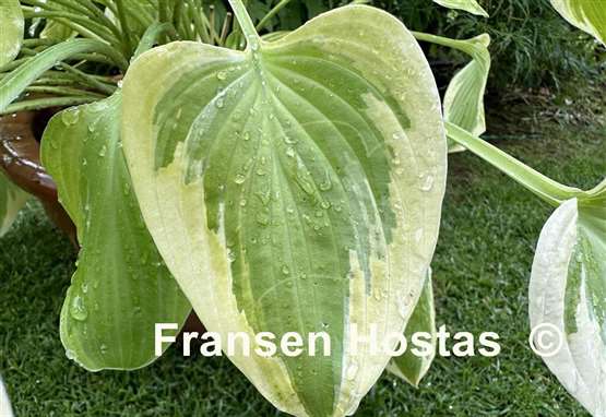 Hosta Home Sweet Home