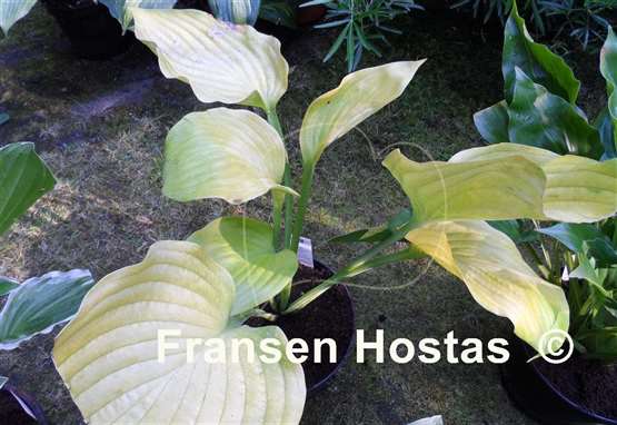 Hosta Homecoming Queen