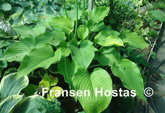 Hosta Homecoming Queen