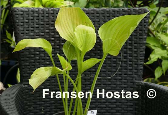 Hosta Homecoming Queen