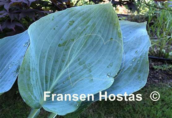 Hosta Hometown Hero