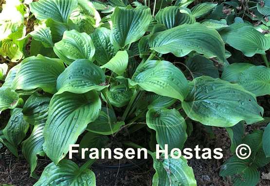 Hosta Honey Bear