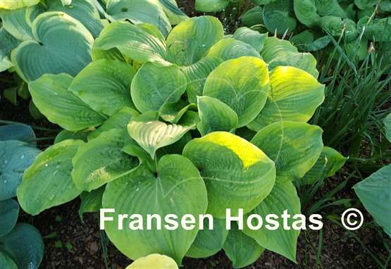 Hosta Honey Bear