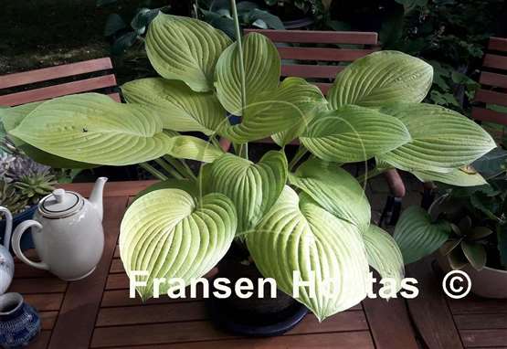 Hosta Honey Pie