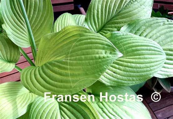 Hosta Honey Pie
