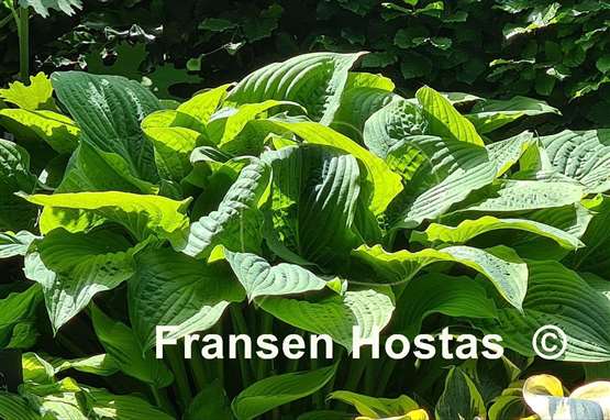 Hosta Honey Pie