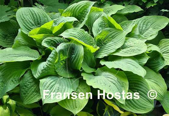 Hosta Honey Pie