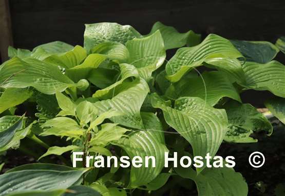 Hosta Honey Pie