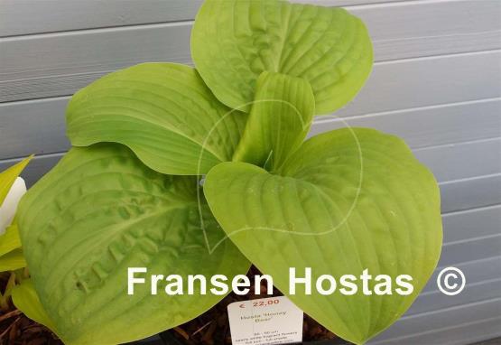 Hosta Honey Bear
