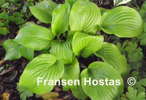 Hosta Honey Pie
