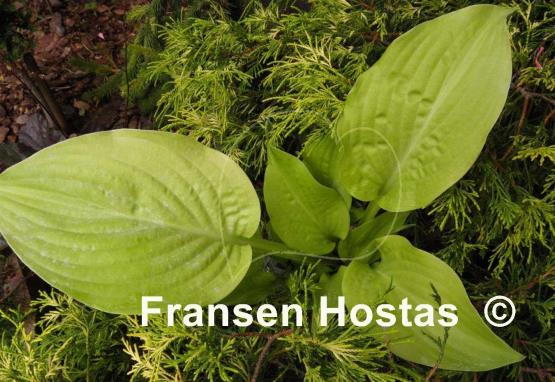 Hosta Honey Pie