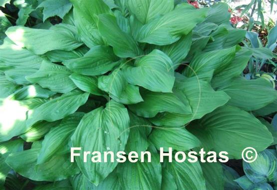 Hosta Honeybells
