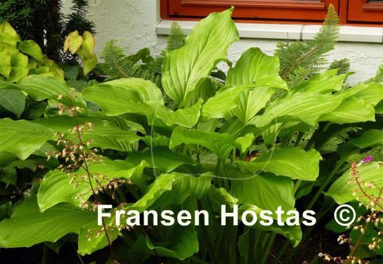 Hosta Honeybells