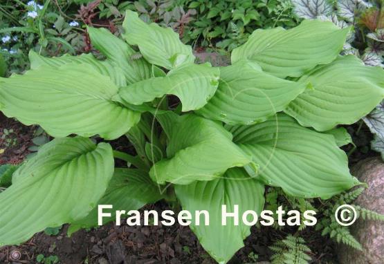 Hosta Honeybells