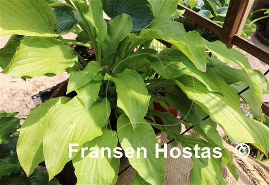 Hosta Honeybells