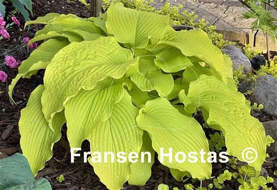 Hosta Honeydripper