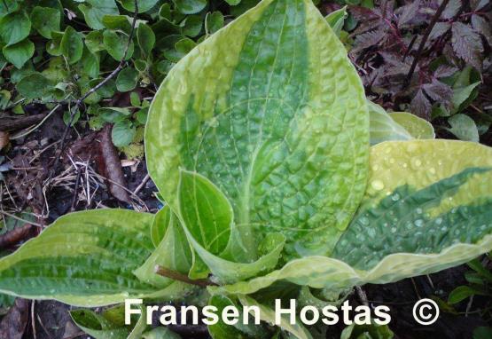 Hosta Honeysong