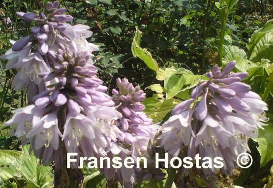 Hosta Honeysong