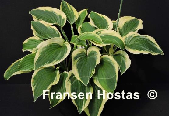 Hosta Honeysong