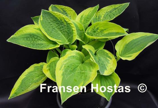 Hosta Honeysong