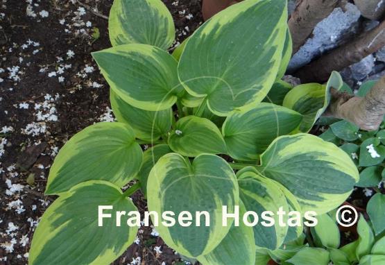 Hosta Honeysong