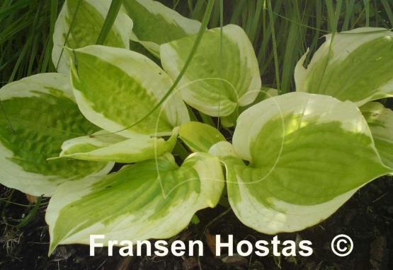 Hosta Honshy