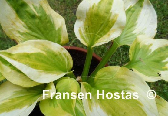 Hosta Honshy