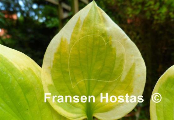 Hosta Honshy